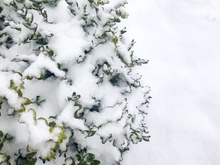 Evergreen garden bushes under the snow. Studio Photoの写真素材