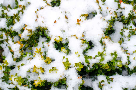 Green branches of ornamental plants under snow. Studio Photoの写真素材