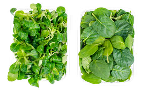 Corn salad and spinach leaves in containersの写真素材