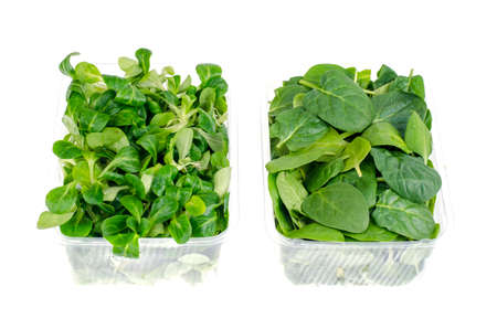 Corn salad and spinach leaves in containersの写真素材