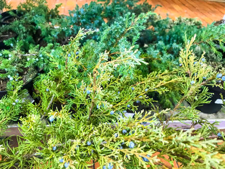 Branch of coniferous plant close up. Studio Photoの写真素材
