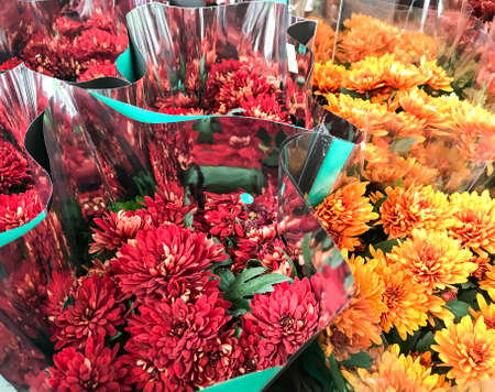 Bouquets of chrysanthemum flowers for holidays, gift. Studio Photoの写真素材