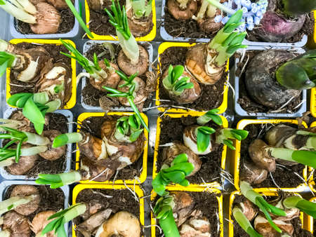 Bulb plants for sale in containers. Studio Photoの写真素材