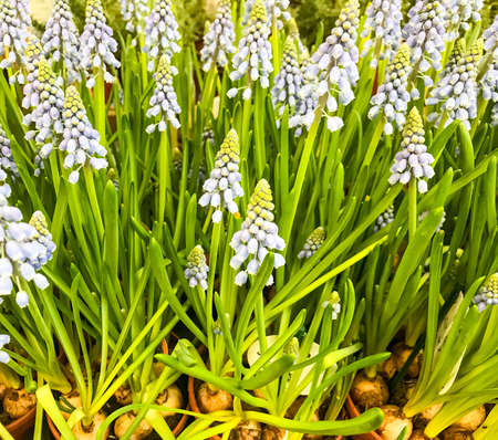 Bulb plants for sale in containers. Studio Photoの写真素材