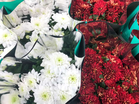 Bouquets of chrysanthemum flowers for holidays, gift. Studio Photoの写真素材