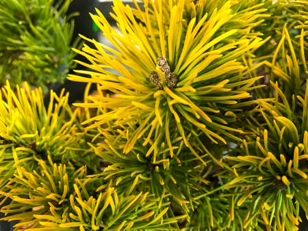 Branch of coniferous plant close up. Studio Photoの写真素材