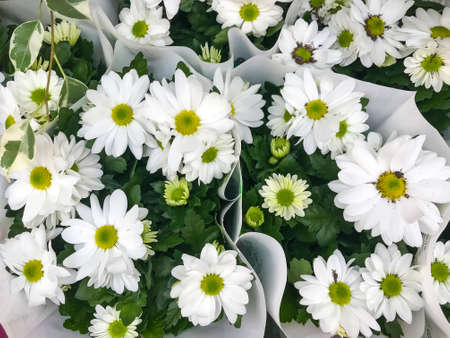 Background, texture daisy flowers, chrysanthemum, greeting card, banner. Studio Photoの写真素材
