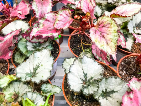 Plants in containers in garden shop, sale. Studio Photoの写真素材