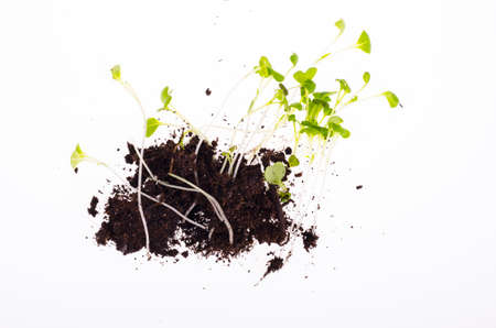 Young green lettuce cress sprouts. Studio Photo