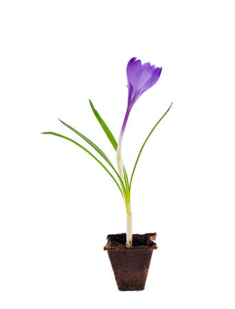 Single blue crocus, spring flower. Studio Photo