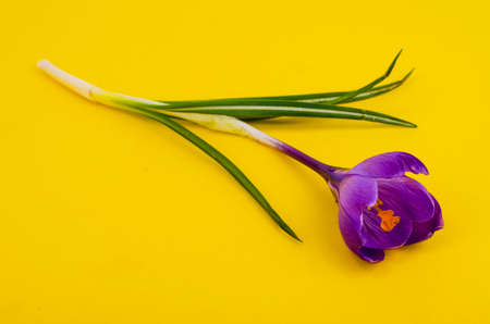 Single blue crocus, spring flower. Studio Photo