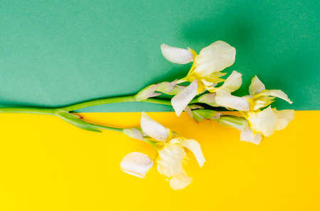 Iris flower light yellow. Studio Photo