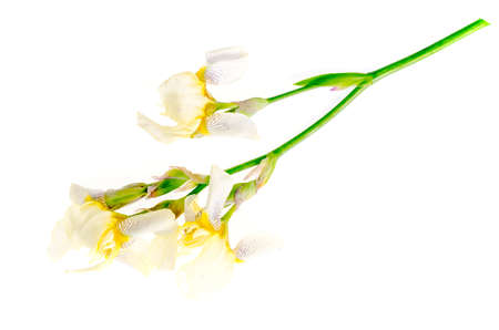 Iris flower light yellow. Studio Photo