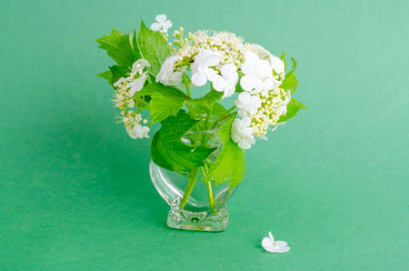 Small vase with sprigs of white flowers with green leaves. Studio Photoの写真素材