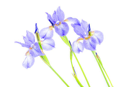 Delicate purple garden irises, isolated on white. Studio Photo