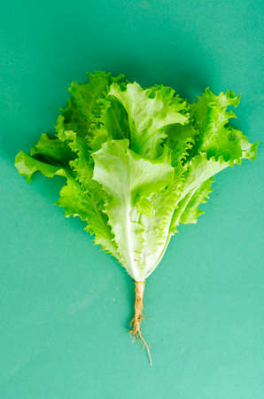 Salad on green background. Studio Photoの写真素材