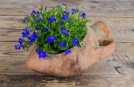 Old clay amphora vase with blue flowers. Studio Photoの写真素材