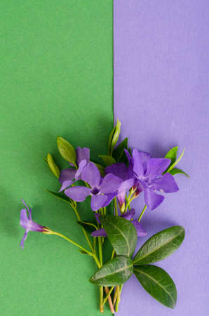 Bright background with small bouquet of blue flowers.