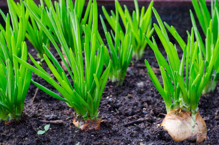 Onion head with green leaves growing in ground.の写真素材
