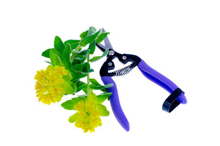 Garden tools, small scissors for cutting. Photoの写真素材