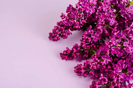 Greeting card, banner of flowers lilac on bright background.