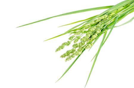 Bunch of wild green field grass isolated on white background