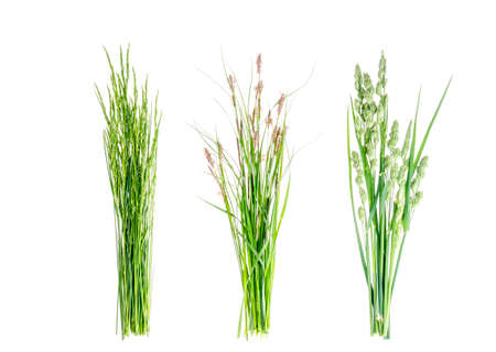 Set of wild green grass on white background.の写真素材