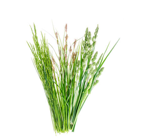 Set of wild green grass on white background.の写真素材
