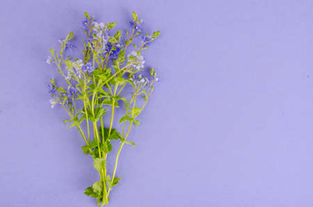 Blue flowers of veronica on lilac background.の写真素材