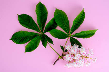 Chestnut branch with leaves and flower on bright backgroundの写真素材