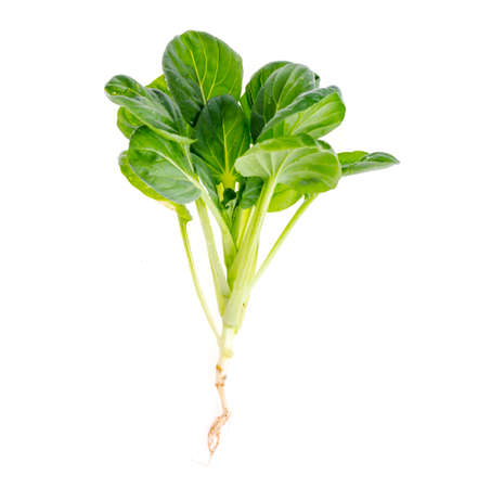 Young green sprout, cabbage with root, isolated on white background.の写真素材