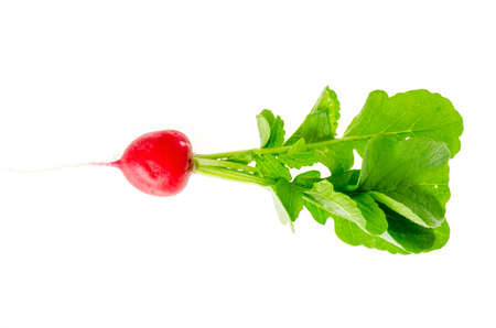 One fresh red radish with green leaves isolated on white background.の写真素材