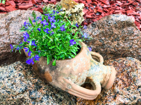 Flowerpots with blue flowers in garden interior.の写真素材