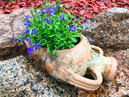 Flowerpots with blue flowers in garden interior. Studio Photo