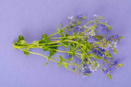Blue flowers of veronica on lilac background. Studio Photoの写真素材