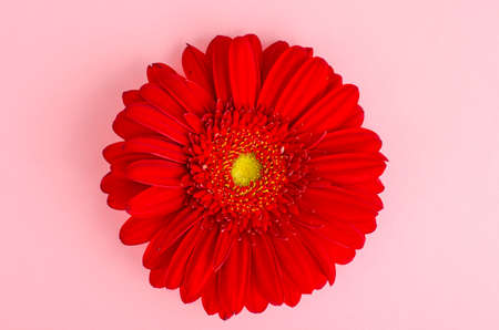 Red gerbera flower close up. Studio Photoの写真素材