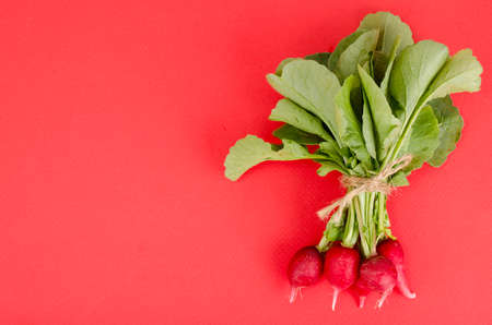 Bunch of red radish on bright background.の写真素材
