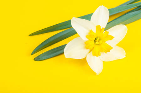 Narcissus flower with white and yellow petals.の写真素材