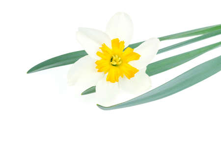 Narcissus flower with white and yellow petals.の写真素材