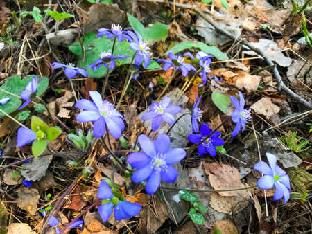 Blue small flowers in forest on last years dry grass.