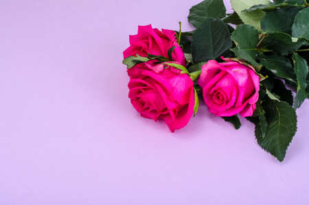 Beautiful fresh garden roses. Studio Photoの写真素材