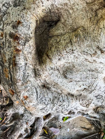 Roots and trunk of tropical tree