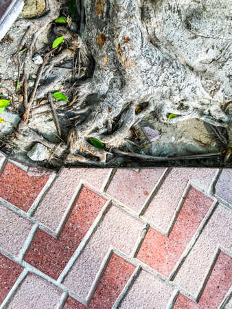 Roots and trunk of tropical treeの写真素材