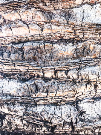 Texture of tropical tree bark