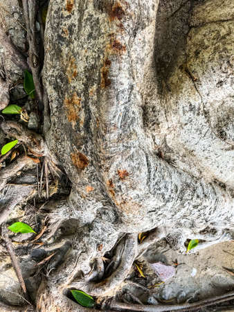 Roots and trunk of tropical tree