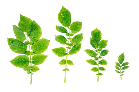 Stalk of potatoes with green leavesの写真素材