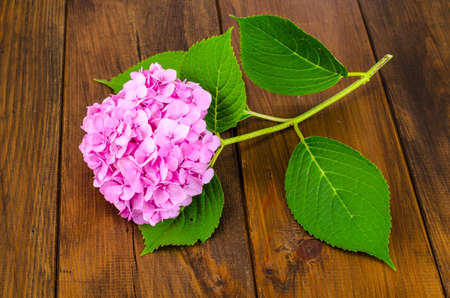 Pink hydrangea on wooden table