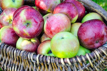 Ripe apples in old vintage wicker basket on background of green grass
