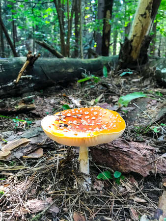 Amanita muscaria in woodsの写真素材
