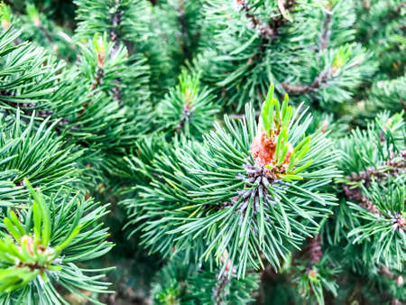 Background for Christmas theme from branches of coniferous tree